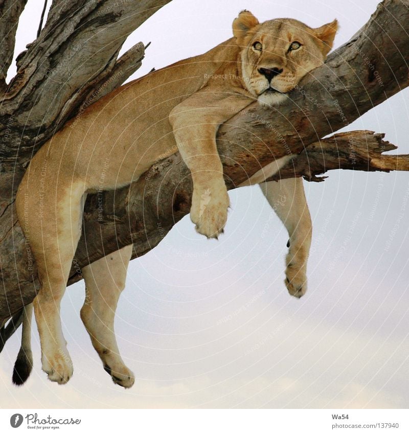 I'm lazy Colour photo Exterior shot Relaxation Safari Sky Tree Pelt Animal Wild animal Paw Zoo 1 Think Dream Brown Boredom Fatigue Comfortable Lion Lioness