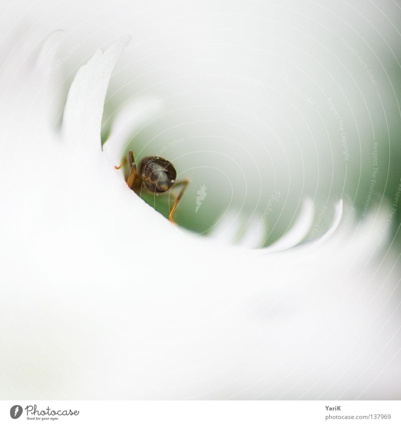 half pipe Soft Blossom Blossom leave Flower White Depth of field Ant Small Movement Crawl Insect Macro (Extreme close-up) Light Tunnel Feeler Legs Animal Spring