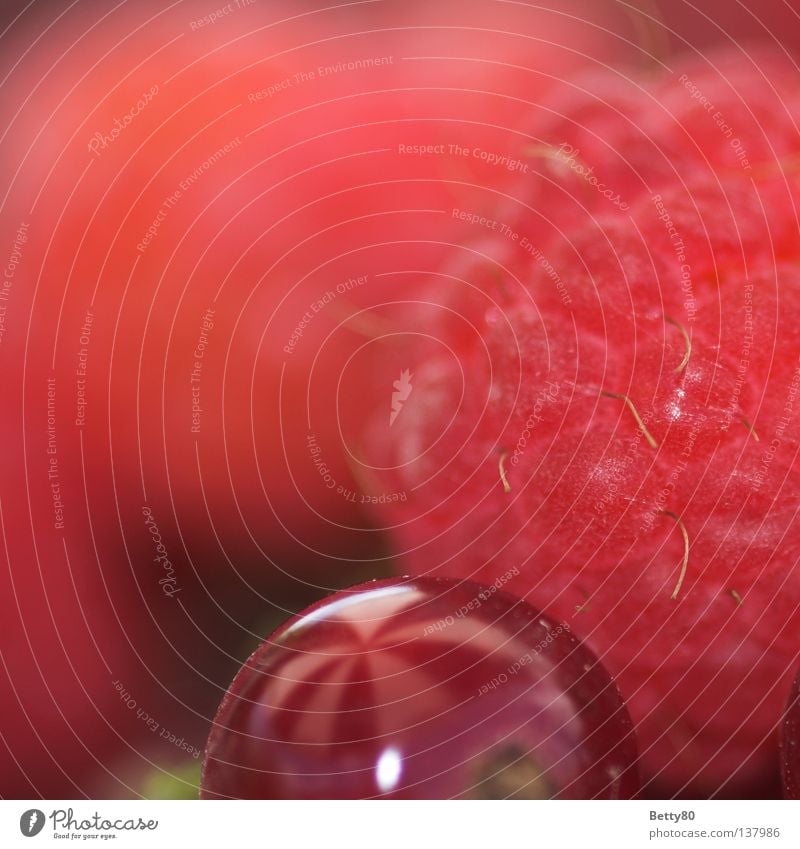 Cheeky little fruits Raspberry Healthy Edible Sweet Nutrition Dessert Plant Fruit Macro (Extreme close-up) Close-up Summer Berries raspberry bush Redcurrant