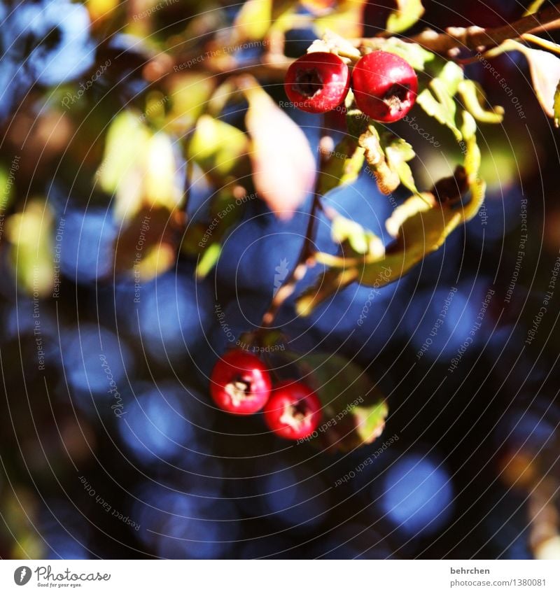 POISONOUS Nature Plant Summer Autumn Beautiful weather Tree Leaf Berries Garden Park Meadow Forest Fresh Blue Red Poison Autumnal Colour photo Exterior shot