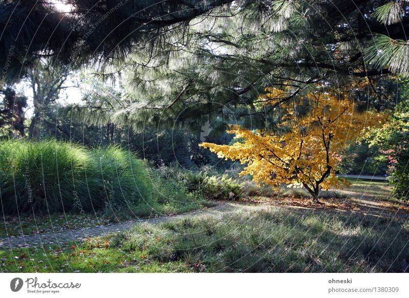 hardness Landscape Autumn Beautiful weather Tree Leaf Foliage plant Park Lanes & trails Trust Colour photo Exterior shot Copy Space left Copy Space bottom Day