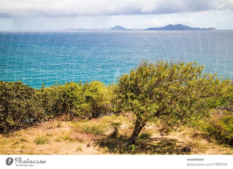 Caribbean Environment Nature Landscape Plant Elements Earth Air Water Sky Clouds Summer Weather Beautiful weather Wind Rain Tree Grass Foliage plant Exotic