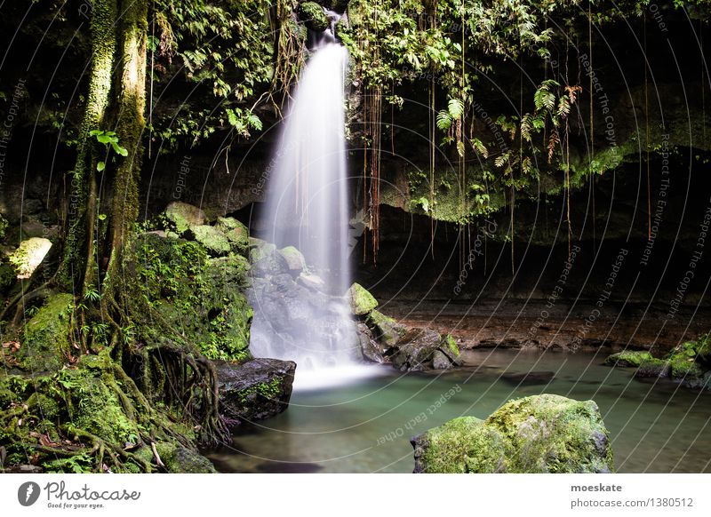 Emeral Pool, Dominica Environment Nature Plant Elements Water Summer Tree Grass Moss Leaf Foliage plant Exotic Forest Virgin forest Rock Pond Brook Waterfall