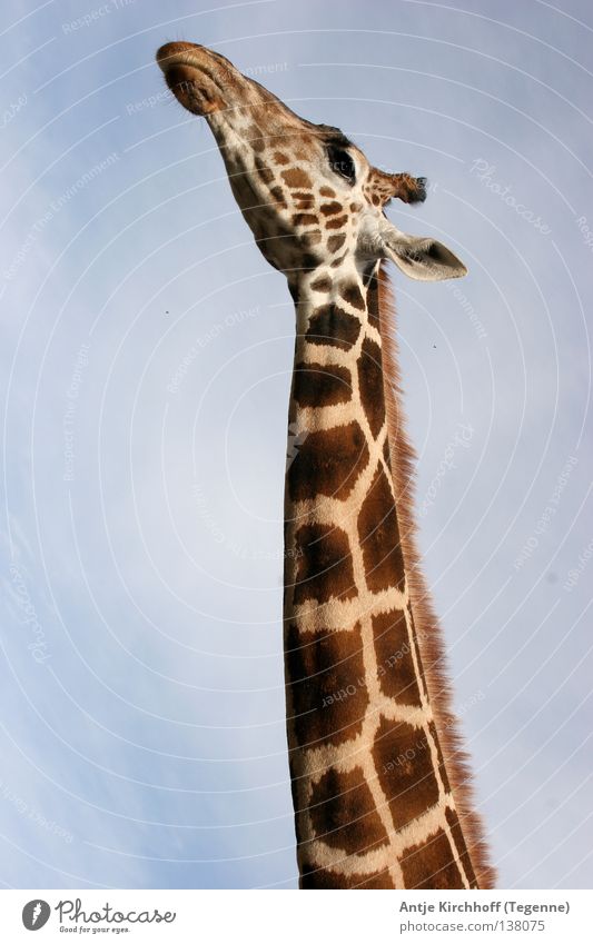 I'm almost at ich´s... Zoo Dortmund Animal Long Large Brown Beautiful Sweet Leisure and hobbies Africa Dappled Beige Exterior shot Mammal Giraffe wild life Sky