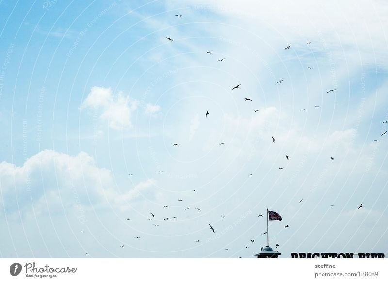 holiday paradises Brighton England Beach Jetty Seagull Bird Tourist Clouds Flag Great Britain Union Jack Sea bridge Bridge EM Sky