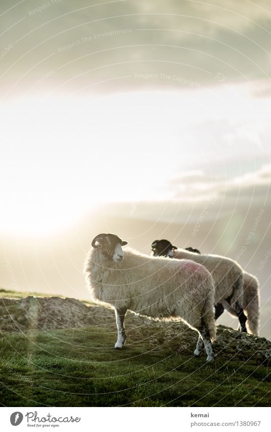 Mr. & Mrs. Sheep & the hidden neighbour Adventure Freedom Environment Nature Landscape Animal Sky Clouds Sun Sunrise Sunset Sunlight Autumn Weather Meadow Field