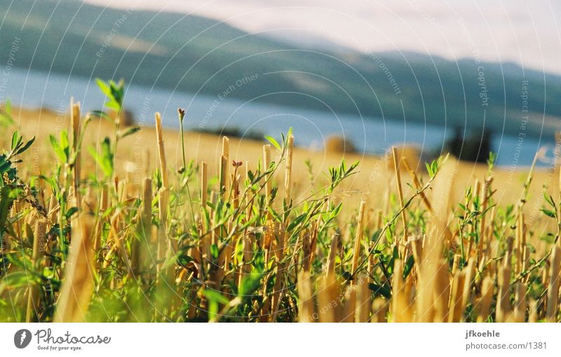 View of the North Sea 2 Field Straw England Grain Sky