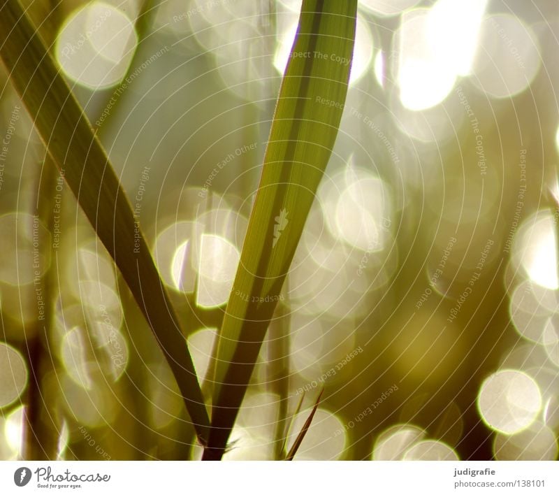 grass Grass Common Reed Back-light Evening sun Glittering Environment Plant Beautiful Delicate Dream Colour Summer Sun Lamp Nature Point reflection Coast