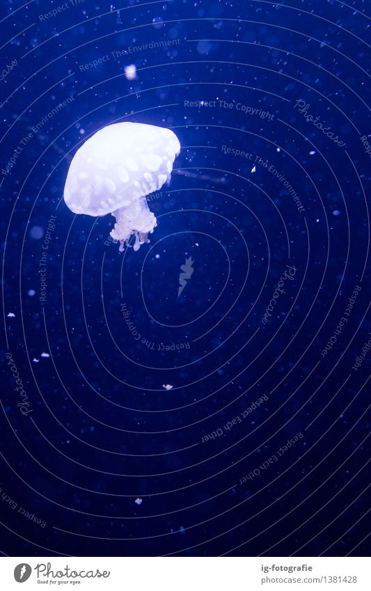 Jellyfish in blue water in aquarium tank Zoo Aquarium Swimming & Bathing Dream Blue Emotions Moody Berlin Zoo Berlin Water Tank Underwater photo Colour photo