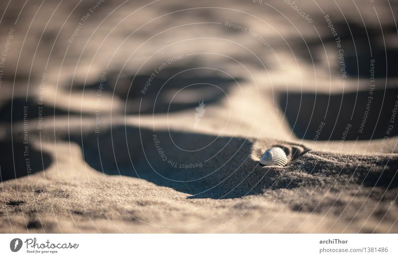 Beach Mussel #2 Beautiful weather Desert Mussel shell Shell sand Sand Brown Gray White Wanderlust Vacation & Travel Summer Summer's day Summer vacation