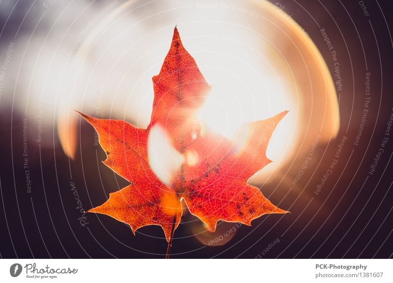 Autumn leaf in the light Environment Nature Plant Sun Sunlight Beautiful weather Leaf Illuminate Yellow Gold Orange Red Hope Horizon Idyll Autumn leaves Rachis