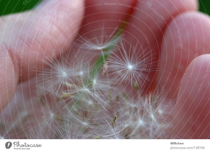 A handful of pixels.... Hand Dandelion Parachute Flying Tailed seeds Daisy Family Seed umbrella taraxacum Wind