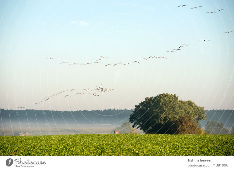 Cranes over autumn field Nature Landscape Sky Autumn Fog Field Animal Wild animal Bird Group of animals Flock Flying Cranes in the sky Migratory bird acre