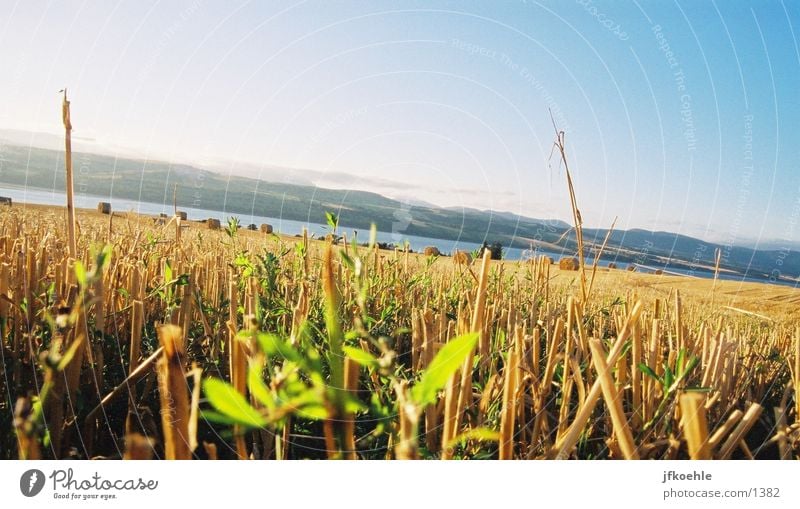 View of the North Sea Field Straw England Grain Sky