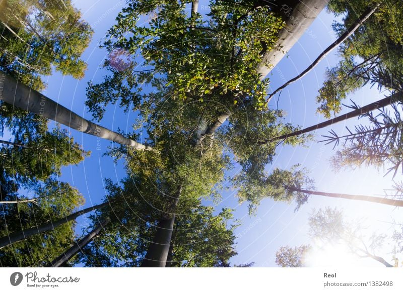 toward heaven Environment Nature Landscape Sky Sun Summer Beautiful weather Plant Tree Foliage plant Wild plant Beech tree Tree trunk Leaf Leaf canopy