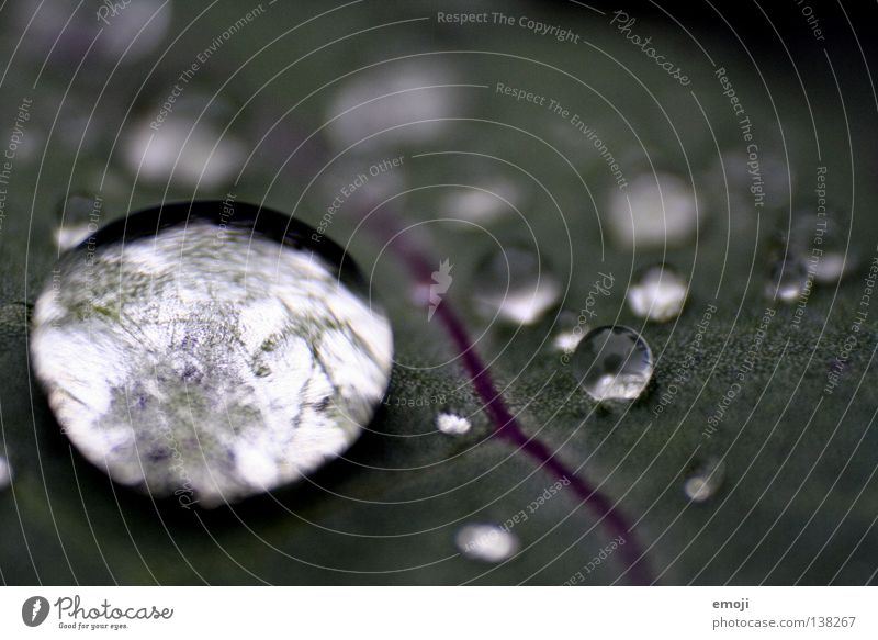 Crystal clear Near Macro (Extreme close-up) Wet Damp Drops of water Rain Glittering Blur Round Clarity Dark Reflection Close-up Water Joy depth blur Contrast