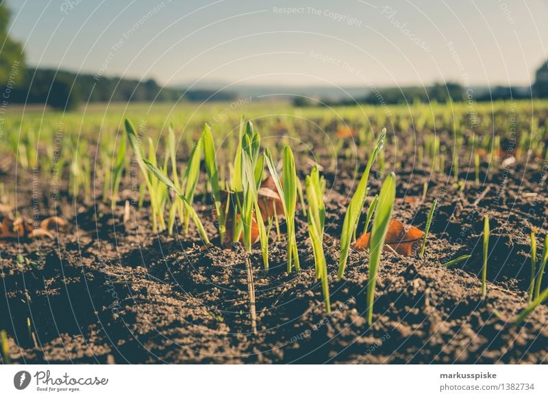 winter barley Organic produce Vegetarian diet Leisure and hobbies Vacation & Travel Tourism Trip Adventure Expedition Hiking Garden Oktoberfest Thanksgiving