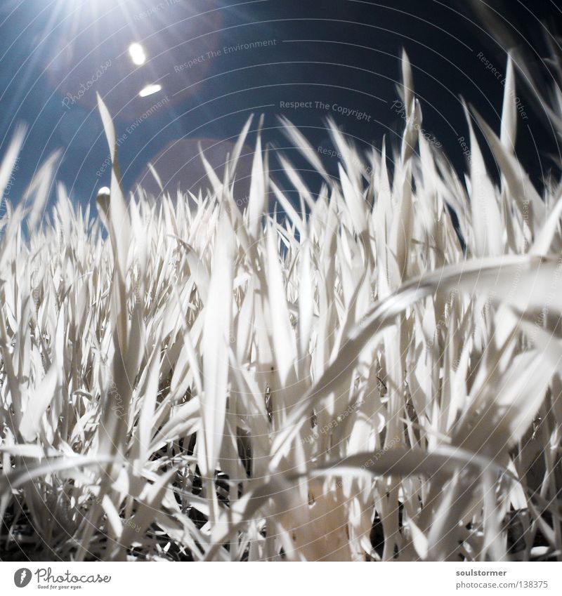 the sun is coming Infrared Meadow Passenger train Infrared color Foreign Grass Dandelion Back-light Reflection White Black Leaf Blade of grass Oxygen Survive