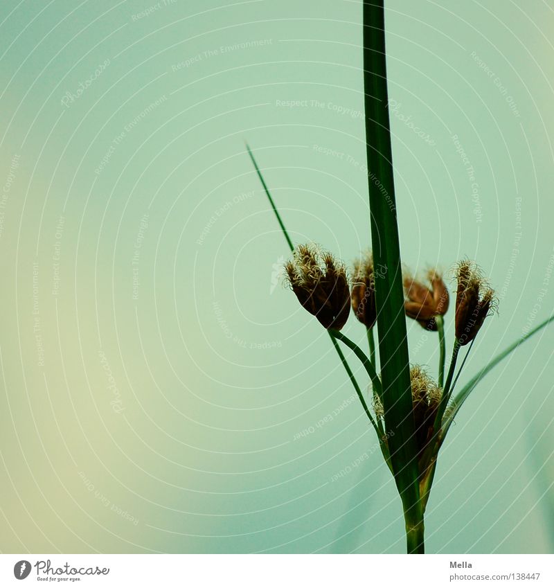 water lily White Green Stalk Corner Seed Aquatic plant Summer Lake Pond Iris pseudacorus Faded Dried Blue Tall Line sharp-edged Coast Sky