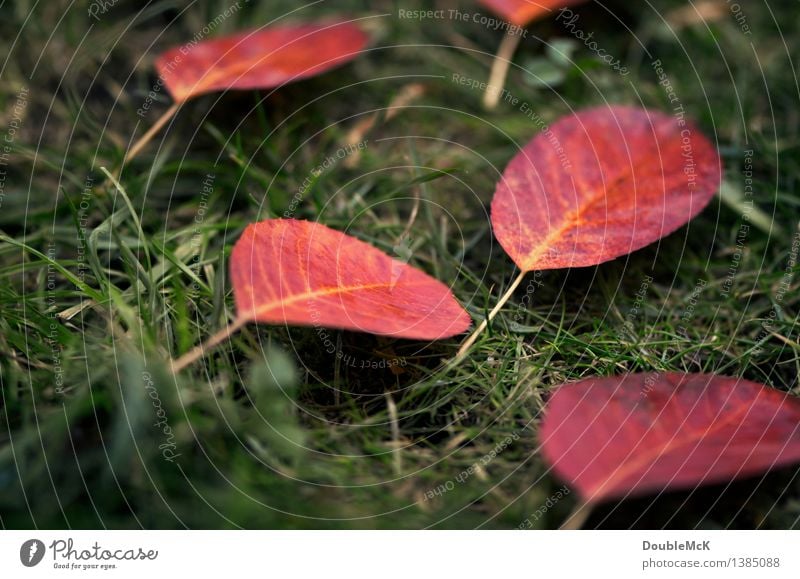 Red autumn leaves on green lawn Environment Nature Plant Autumn Bad weather Rain Grass flaked Meadow Lie Authentic Simple Uniqueness natural Yellow Colour