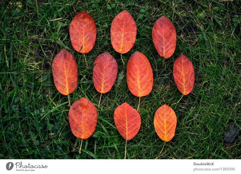 leaf by leaf Environment Nature Plant Autumn Bad weather Rain Grass Leaf Meadow Colour Transience Super Still Life Colour photo Multicoloured Exterior shot