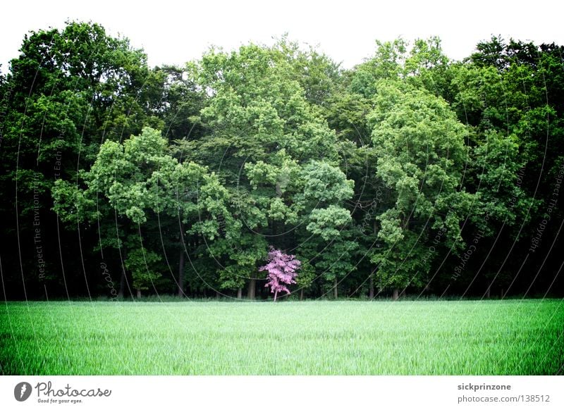 Pink tree (Pink Tree) Obscure Beautiful Pink (Pink) Green (Green) Tree (Tree) Forest Nature (Nature) Painted (Painted) Intervention (Encroachment)