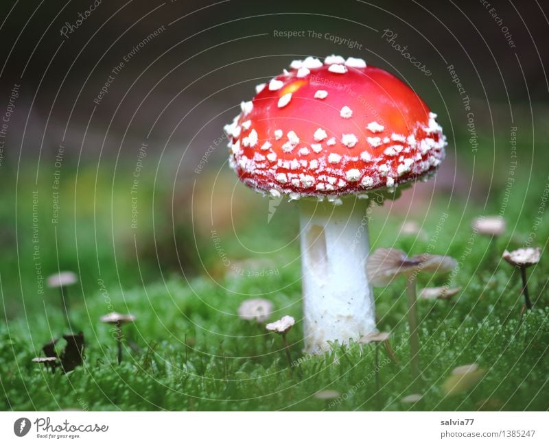 big and small Environment Nature Animal Earth Autumn Plant Moss Woodground Mushroom cap Amanita mushroom Forest Illuminate Stand Esthetic Small Green Red White