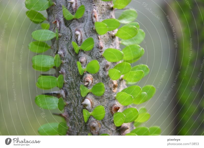 Green in detail Thorn Leaf Tree Macro (Extreme close-up) closup Branch Twig