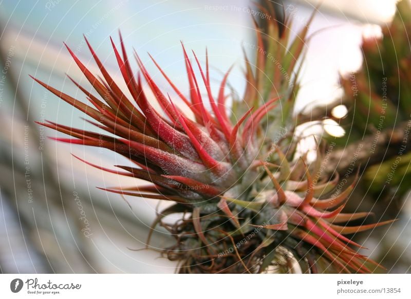 cactus flower Cactus Blossom Plant Exotic