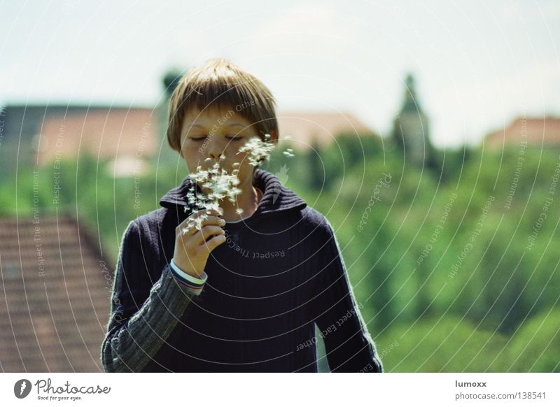 Dandelion 1 Exterior shot Joy Freedom Child Boy (child) Wind Tree Flower Tower Movement Speed Floating Disperse Blow Federal State of Styria Seed blow away