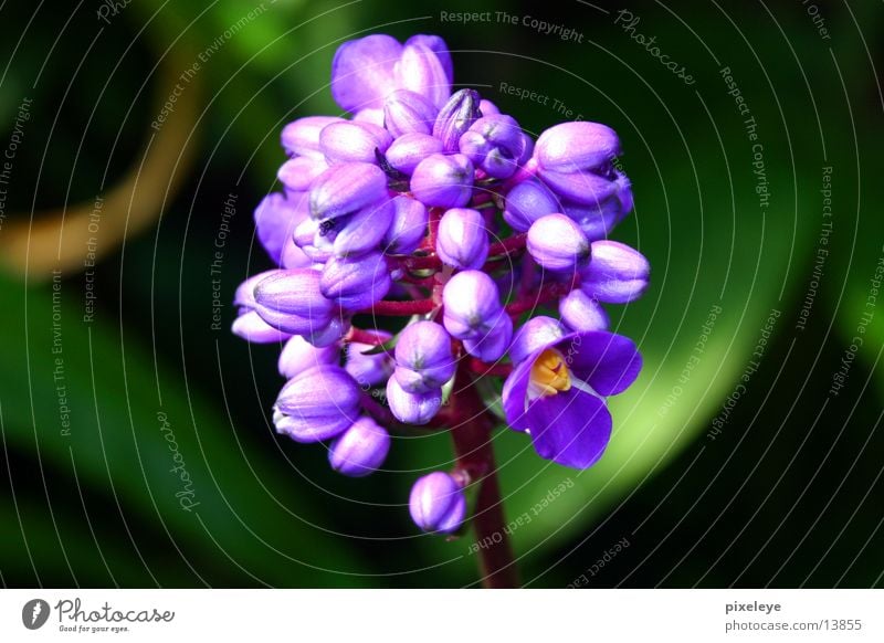 Velvet Flower Violet Plant Macro (Extreme close-up)