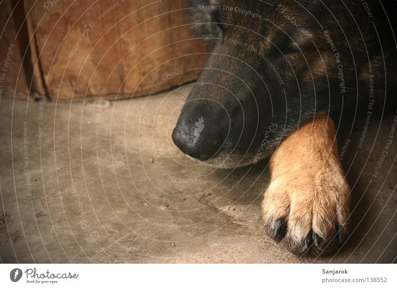 sunday afternoon Dog Paw Concrete Wood Sleep Siesta Night Slumber Watchfulness Wolf Calm Dream Claw Snout Sigh Peace Mammal slate dog crooked dog Floor covering