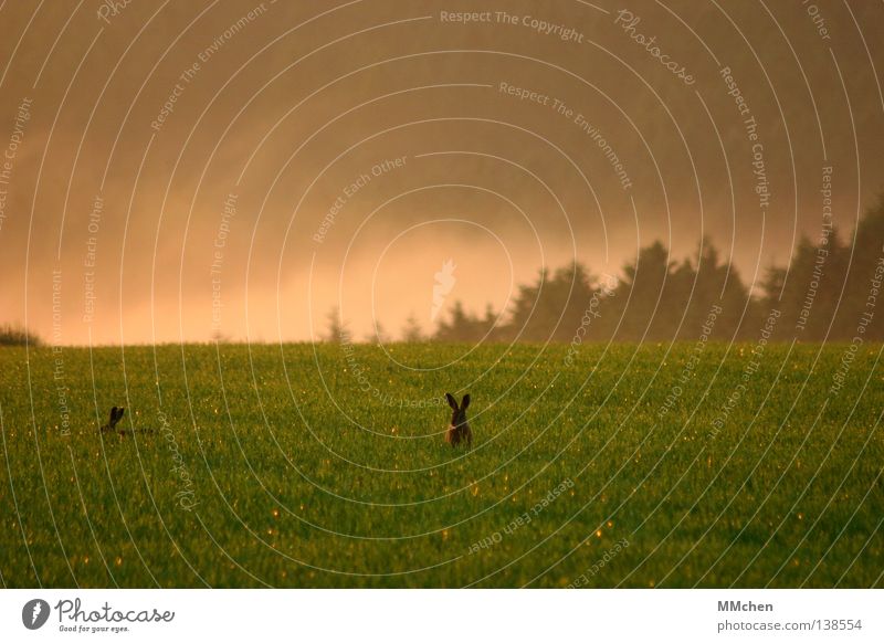 Friend or foe? Hare & Rabbit & Bunny Spoon Looking Upward Meadow Field Morning Food Nutrition Hide Fog Nature Wild animal Free-roaming Eifel Easter Easter egg