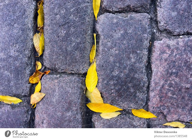 Yellow autumn leaves lie between the cobblestones Design Group Nature Autumn Weather Rain Tree Leaf Park Street Old Wet Black Colour maple background falling