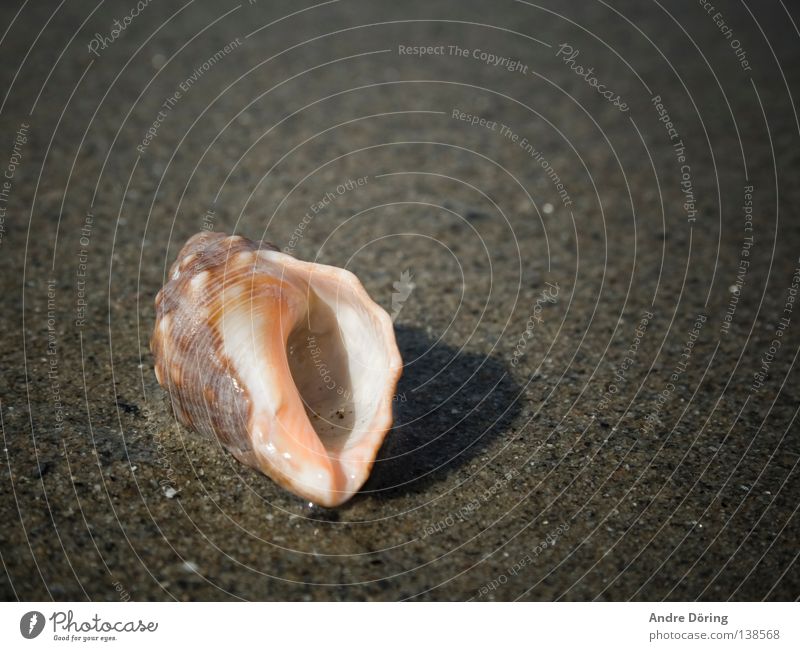 seashell Mussel Ocean Sand Beach Flotsam and jetsam Hissing House (Residential Structure) Washed up