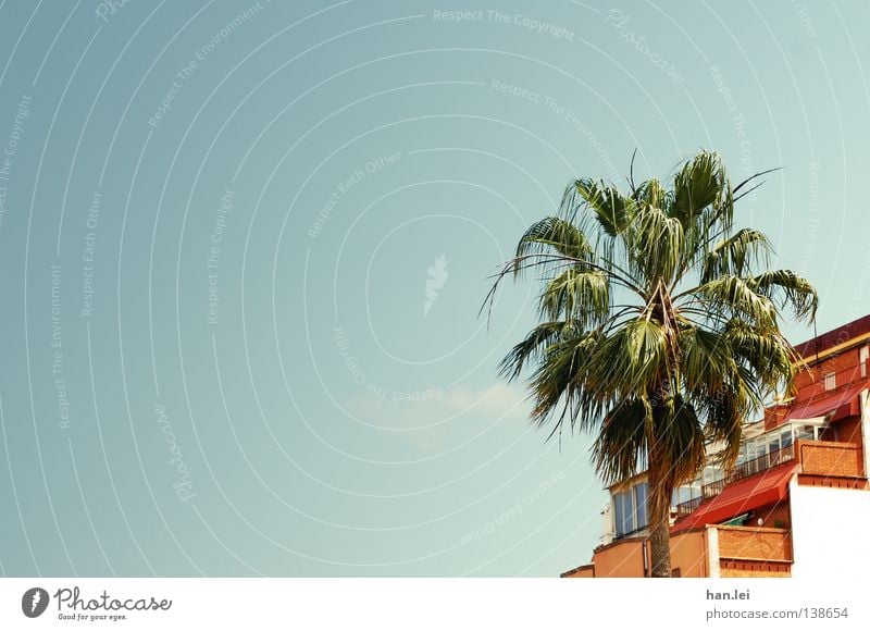 Barcelona Palm Summer House (Residential Structure) Sky Tree Roof Blue Palm tree South Spain Colour photo Exterior shot Deserted Copy Space left Day Sunlight