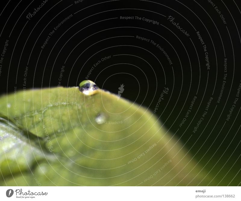 drop MMMMCMXCIX Near Macro (Extreme close-up) Wet Damp Drops of water Rain Glittering Blur Round Clarity Dark Reflection Green Nature Close-up Water