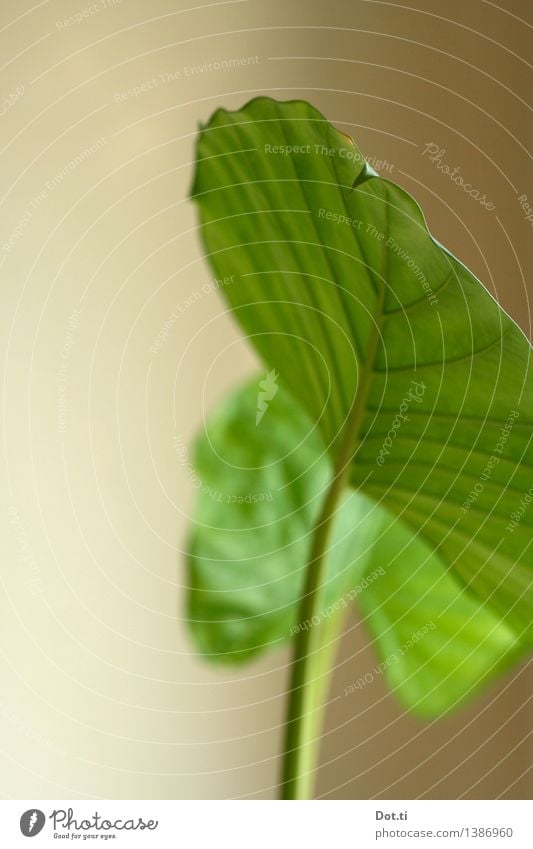 elephant ear Plant Foliage plant Pot plant Exotic Green Nature Leaf Rachis Houseplant Tropical Colour photo Interior shot Close-up Deserted Copy Space left