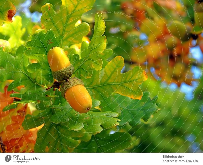 oak Oak tree Acorn Oak leaf Fruit Leaf Seed Green Nature Close-up Nut Tree Branch Sowing Autumnal colours Detail Twig Plant Botany Deciduous tree German oak