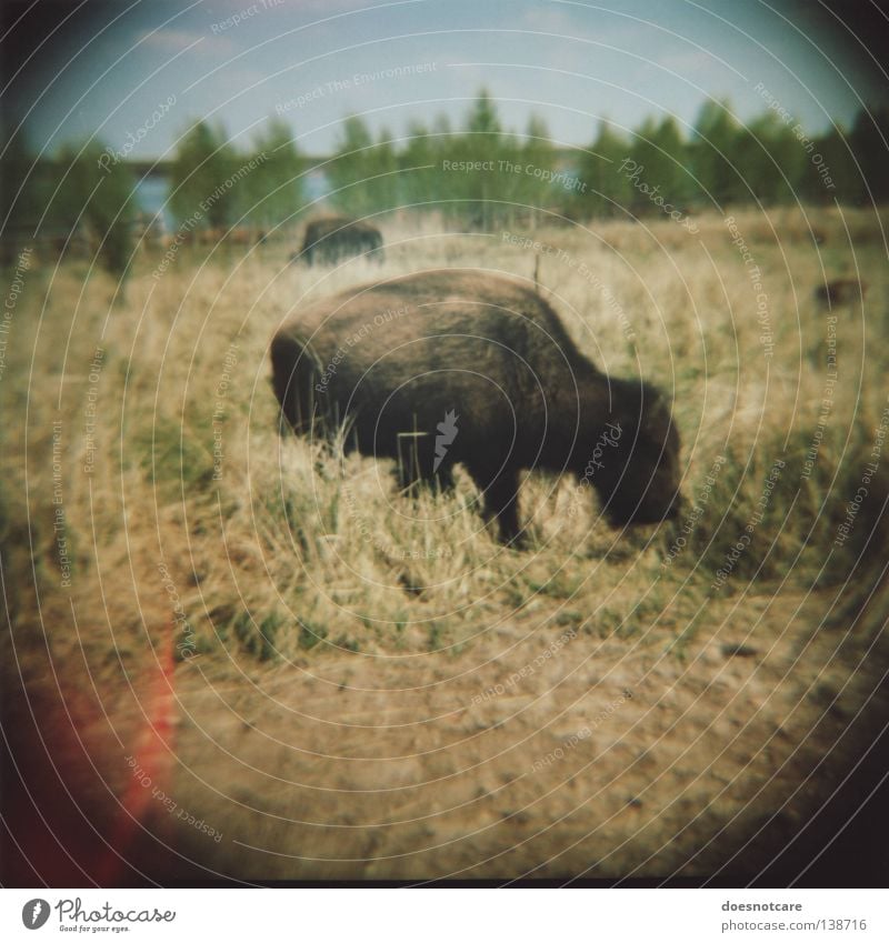 UrVieh. (Return of the Repressed.) Beautiful Old Medium format Bison Cattle Wild West Antlers Leipzig Buffalo Mammal Diana Lomography Light leak Vignetting