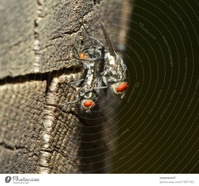 double decker Animal Wild animal Fly Wing 2 Rutting season To hold on To enjoy Hang Crouch Sex Sit Propagation Wood Compound eye Dipterous Proboscis Feeler