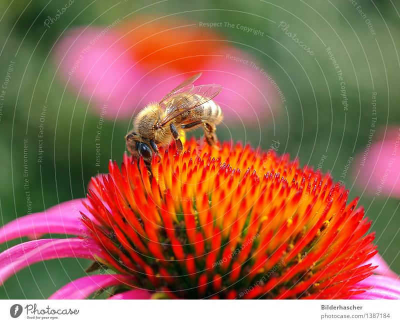 bee Bee Honey bee Insect Pollen Flying insect Wild animal Rudbeckia Sprinkle Detail Diligent Macro (Extreme close-up) Close-up Nature Accumulate Flower Blossom