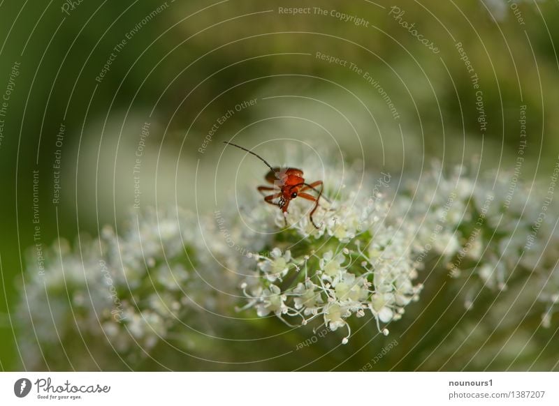 midget Plant Animal Wild animal Beetle 1 Crouch Sit Curiosity Cute Blossom Apiaceae Compound eye soft beetle Cow parsley Colour photo Subdued colour