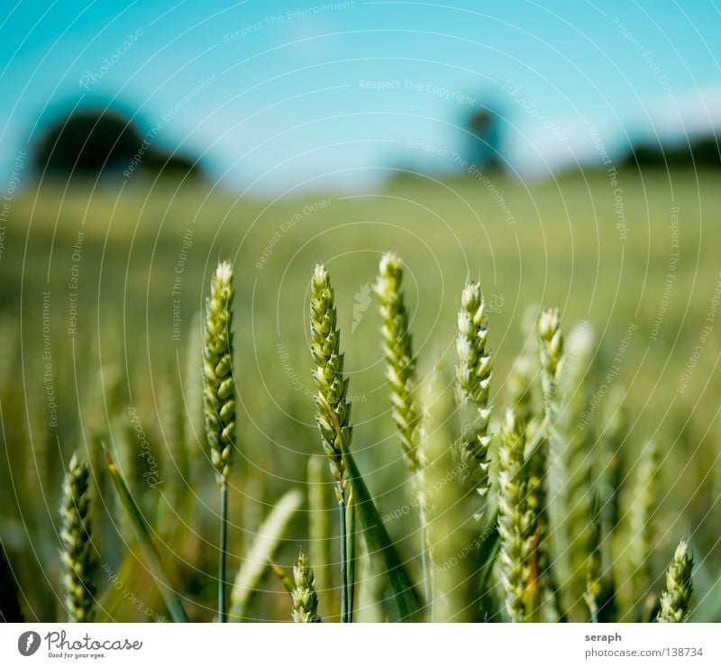 Infield Meadow Field Rye Green Free space Horizon Clouds Summer Environmental protection Carbon dioxide Ecological Cereal Far-off places Individual Remote White