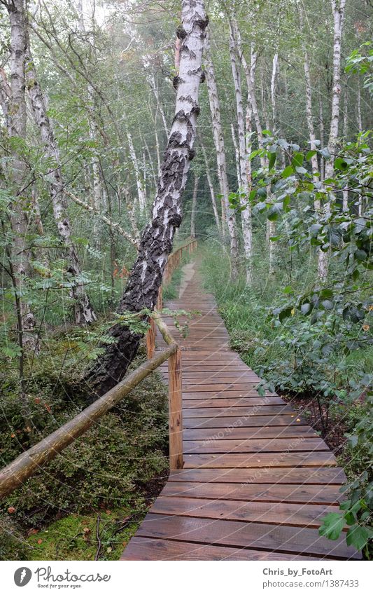 chris_by_photoart Nature Plant Tree Grass Bushes Foliage plant Forest Idyll Calm Style Bog Müritz Birch tree Moor birch Lanes & trails Colour photo