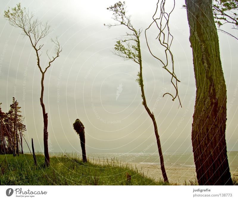 western beach Western Beach Darss Coast Environment Tree Beech tree Meadow Grass Ocean Calm Light Back-light Longing Wanderlust Loneliness Deserted Colour