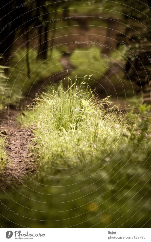 light my way Wood flour Clearing Forest Aachen Footpath grass Tracks