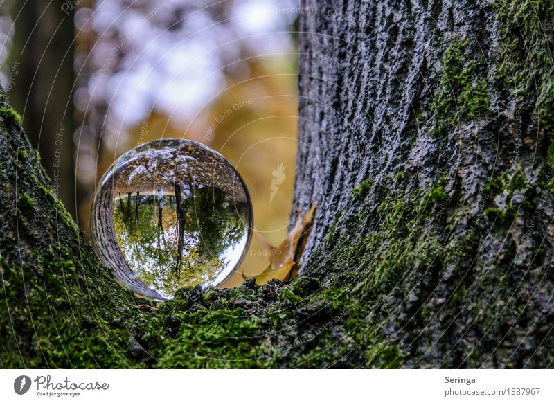 View through the sphere 1 Environment Nature Landscape Plant Animal Sunlight Beautiful weather Bad weather Tree Bushes Park Forest Binoculars Glass Sphere