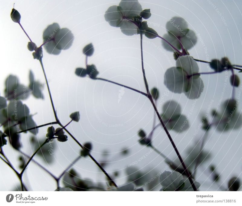 bleed Summer Flower Blossom Plant Dinghy Delicate Background picture Sky Gray Cold White Small Jump Worm's-eye view Pattern Easy Decoration spring flowery