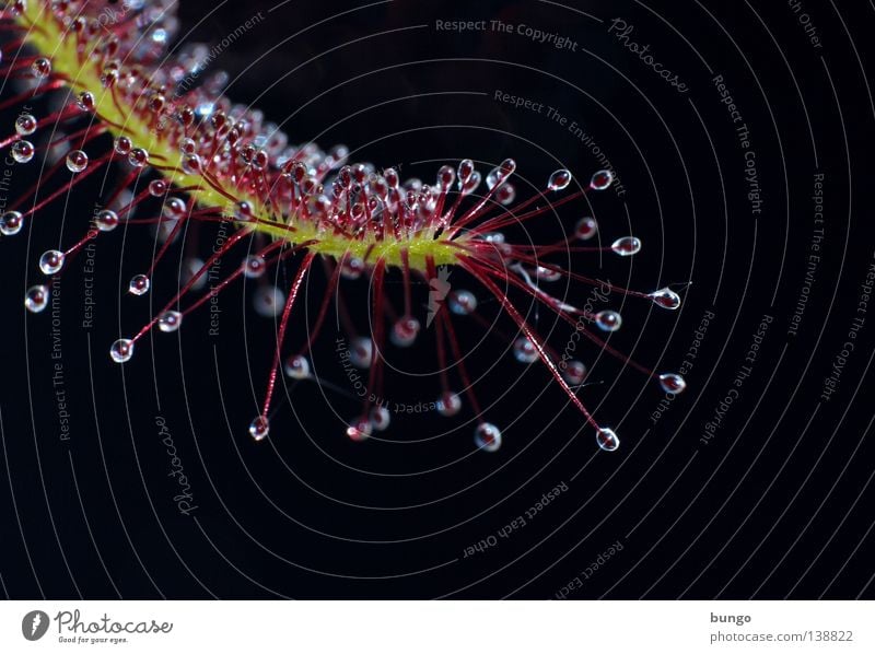 saporati rores sunt! verum! Plant Flower Catch Insect To feed Stick Uniqueness Creativity Leaf Beautiful Bizarre Extreme Success Macro (Extreme close-up)